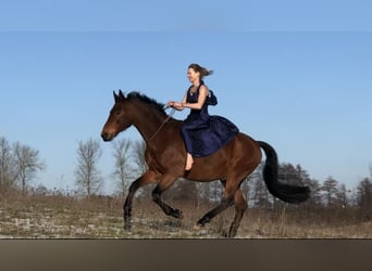 Deutsches Sportpferd, Wallach, 20 Jahre, 168 cm, Brauner