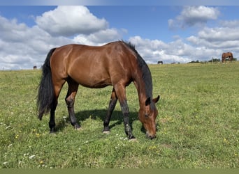 Deutsches Sportpferd, Wallach, 20 Jahre, 168 cm, Brauner