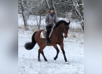 Deutsches Sportpferd, Wallach, 20 Jahre, 168 cm, Brauner