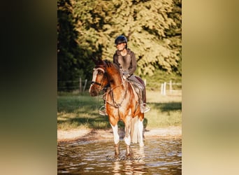 Deutsches Sportpferd, Wallach, 21 Jahre, 163 cm, Schecke