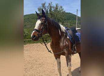 Deutsches Sportpferd, Wallach, 21 Jahre, 163 cm, Schecke