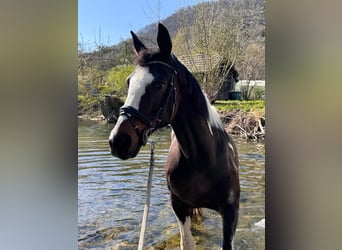 Deutsches Sportpferd, Wallach, 21 Jahre, 163 cm, Schecke
