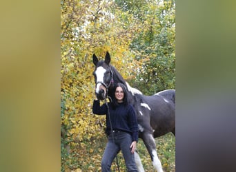 Deutsches Sportpferd, Wallach, 21 Jahre, 163 cm, Schecke