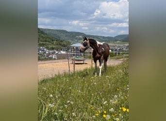 Deutsches Sportpferd, Wallach, 21 Jahre, 163 cm, Schecke