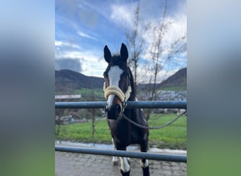 Deutsches Sportpferd, Wallach, 21 Jahre, 163 cm, Schecke