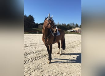 Deutsches Sportpferd, Wallach, 21 Jahre, 165 cm, Brauner