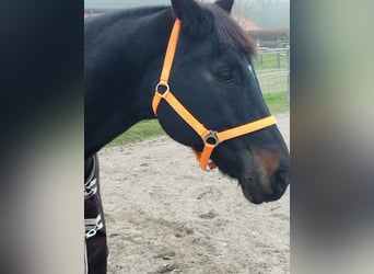 Deutsches Sportpferd, Wallach, 21 Jahre, 165 cm, Rappe