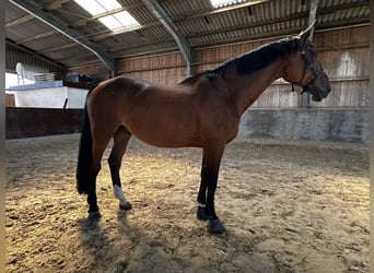 Deutsches Sportpferd, Wallach, 21 Jahre, 172 cm, Dunkelbrauner