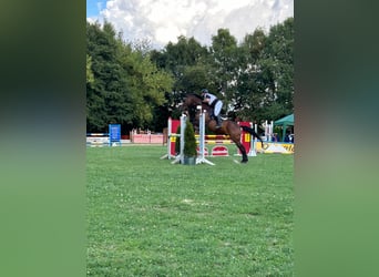 Deutsches Sportpferd, Wallach, 21 Jahre, 176 cm, Brauner