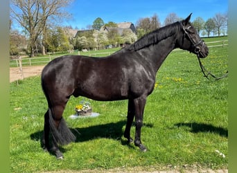 Deutsches Sportpferd, Wallach, 22 Jahre, 162 cm, Rappe