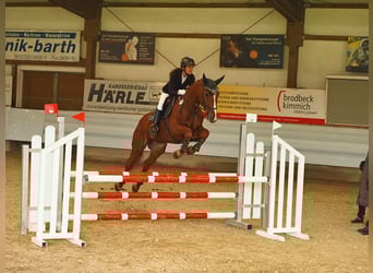 Deutsches Sportpferd, Wallach, 22 Jahre