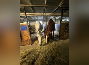 Deutsches Sportpferd, Wallach, 23 Jahre