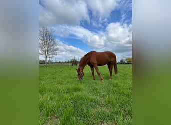 Deutsches Sportpferd, Wallach, 23 Jahre