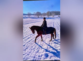 Deutsches Sportpferd, Wallach, 23 Jahre