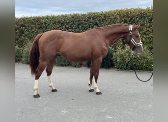 Deutsches Sportpferd, Wallach, 2 Jahre, 155 cm, Fuchs