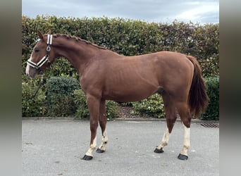 Deutsches Sportpferd, Wallach, 2 Jahre, 155 cm, Fuchs