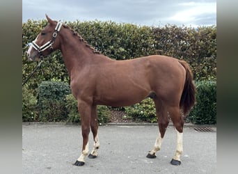 Deutsches Sportpferd, Wallach, 2 Jahre, 155 cm, Fuchs