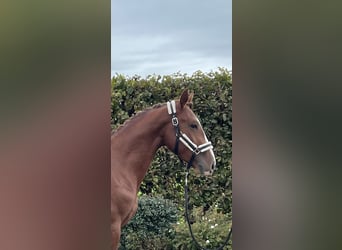 Deutsches Sportpferd, Wallach, 2 Jahre, 155 cm, Fuchs