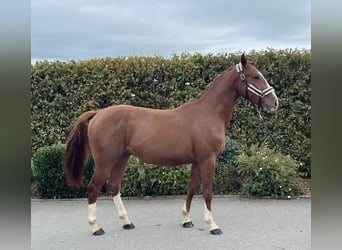 Deutsches Sportpferd, Wallach, 2 Jahre, 155 cm, Fuchs