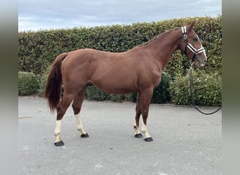 Deutsches Sportpferd, Wallach, 2 Jahre, 155 cm, Fuchs