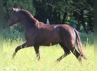 Deutsches Sportpferd, Wallach, 2 Jahre, 155 cm, Rappe
