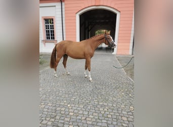Deutsches Sportpferd, Wallach, 2 Jahre, 157 cm, Fuchs