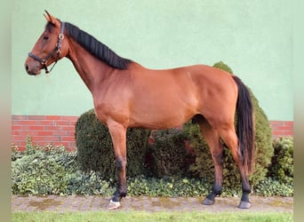 Deutsches Sportpferd, Wallach, 2 Jahre, 160 cm, Brauner