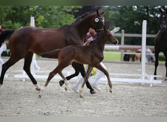 Deutsches Sportpferd, Wallach, 2 Jahre, 160 cm, Dunkelbrauner