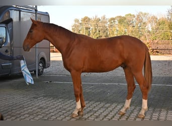 Deutsches Sportpferd, Wallach, 2 Jahre, 160 cm, Fuchs