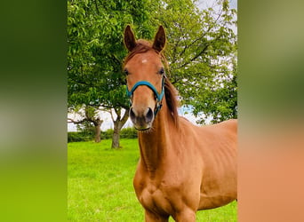 Deutsches Sportpferd, Wallach, 2 Jahre, 160 cm, Fuchs