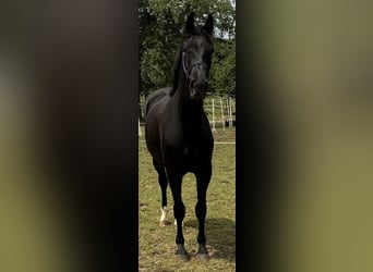 Deutsches Sportpferd, Wallach, 2 Jahre, 160 cm, Rappe