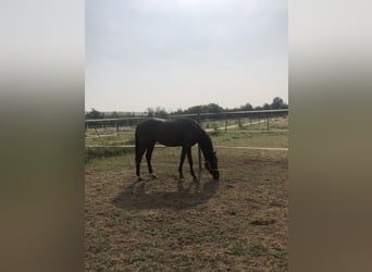 Deutsches Sportpferd, Wallach, 2 Jahre, 162 cm, Rappe