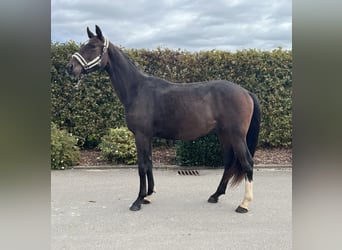 Deutsches Sportpferd, Wallach, 2 Jahre, 163 cm, Brauner
