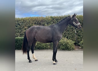 Deutsches Sportpferd, Wallach, 2 Jahre, 163 cm, Brauner