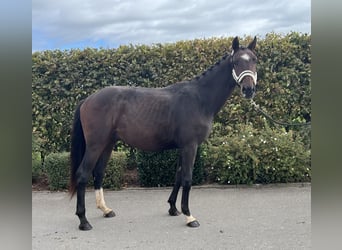 Deutsches Sportpferd, Wallach, 2 Jahre, 163 cm, Brauner