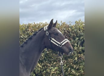 Deutsches Sportpferd, Wallach, 2 Jahre, 163 cm, Brauner