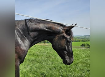 Deutsches Sportpferd, Wallach, 2 Jahre, 164 cm, Schwarzbrauner