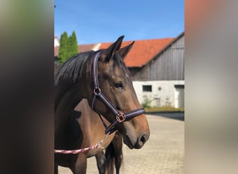 Deutsches Sportpferd, Wallach, 2 Jahre, 164 cm, Schwarzbrauner