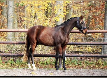 Deutsches Sportpferd, Wallach, 2 Jahre, 165 cm, Brauner