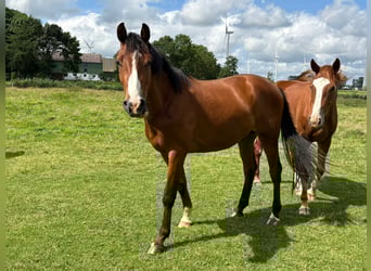 Deutsches Sportpferd, Wallach, 2 Jahre, 165 cm, Brauner