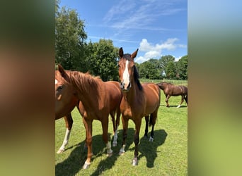 Deutsches Sportpferd, Wallach, 2 Jahre, 165 cm, Brauner