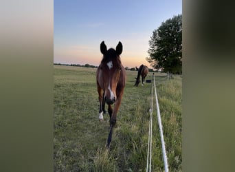Deutsches Sportpferd, Wallach, 2 Jahre, 165 cm, Dunkelbrauner