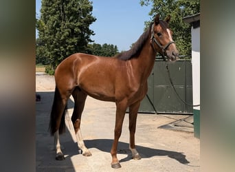 Deutsches Sportpferd, Wallach, 2 Jahre, 165 cm, Dunkelfuchs