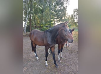 Deutsches Sportpferd, Wallach, 2 Jahre, 165 cm