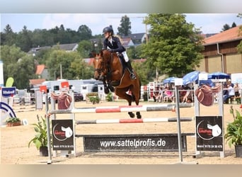 Deutsches Sportpferd, Wallach, 2 Jahre, 166 cm, Brauner