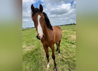 Deutsches Sportpferd, Wallach, 2 Jahre, 166 cm, Brauner
