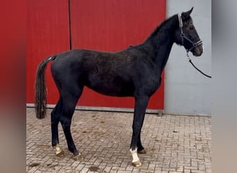 Deutsches Sportpferd, Wallach, 2 Jahre, 166 cm, Schimmel