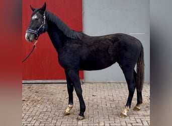 Deutsches Sportpferd, Wallach, 2 Jahre, 166 cm, Schimmel