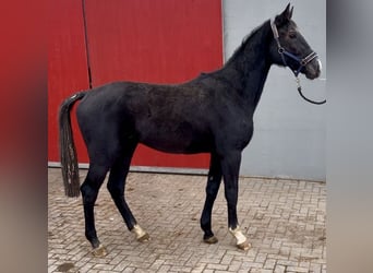 Deutsches Sportpferd, Wallach, 2 Jahre, 166 cm, Schimmel