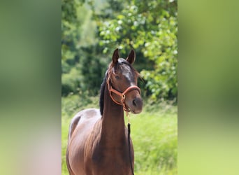 Deutsches Sportpferd, Wallach, 2 Jahre, 167 cm, Dunkelbrauner